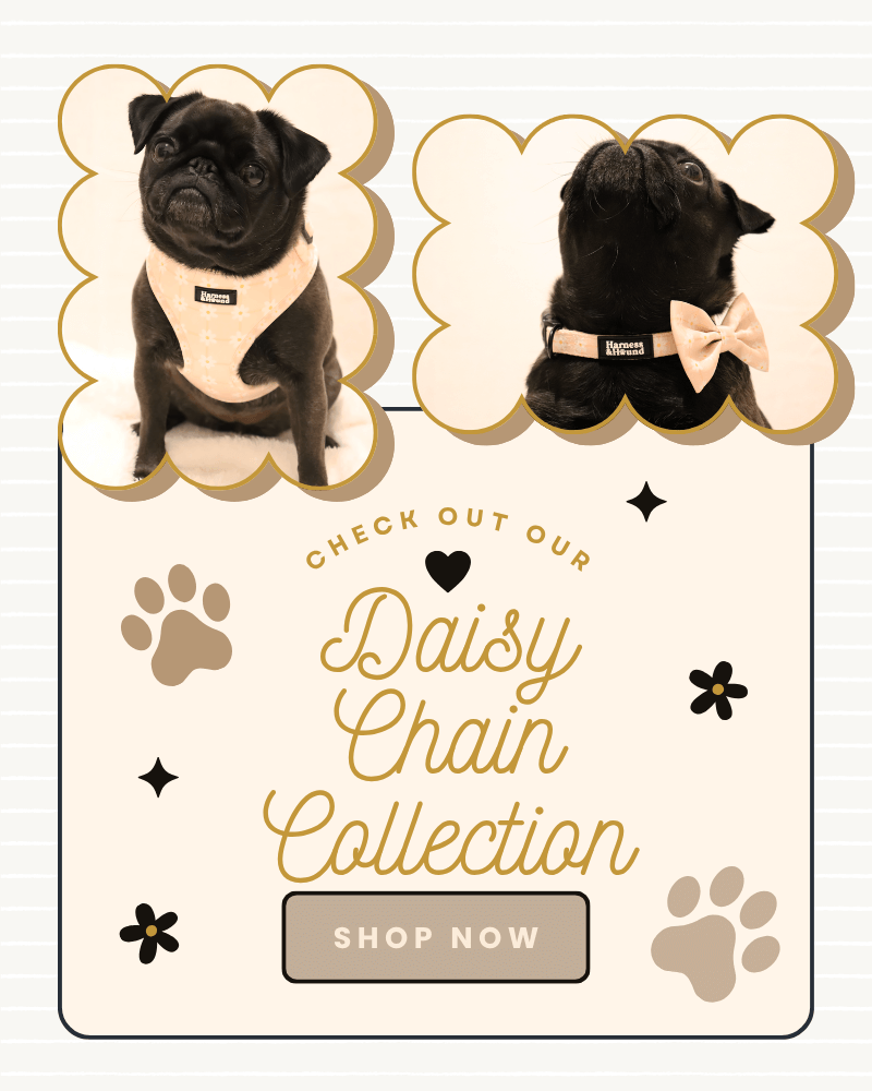 Promotional graphic for Daisy Chain Collection with pug dogs wearing harnesses.