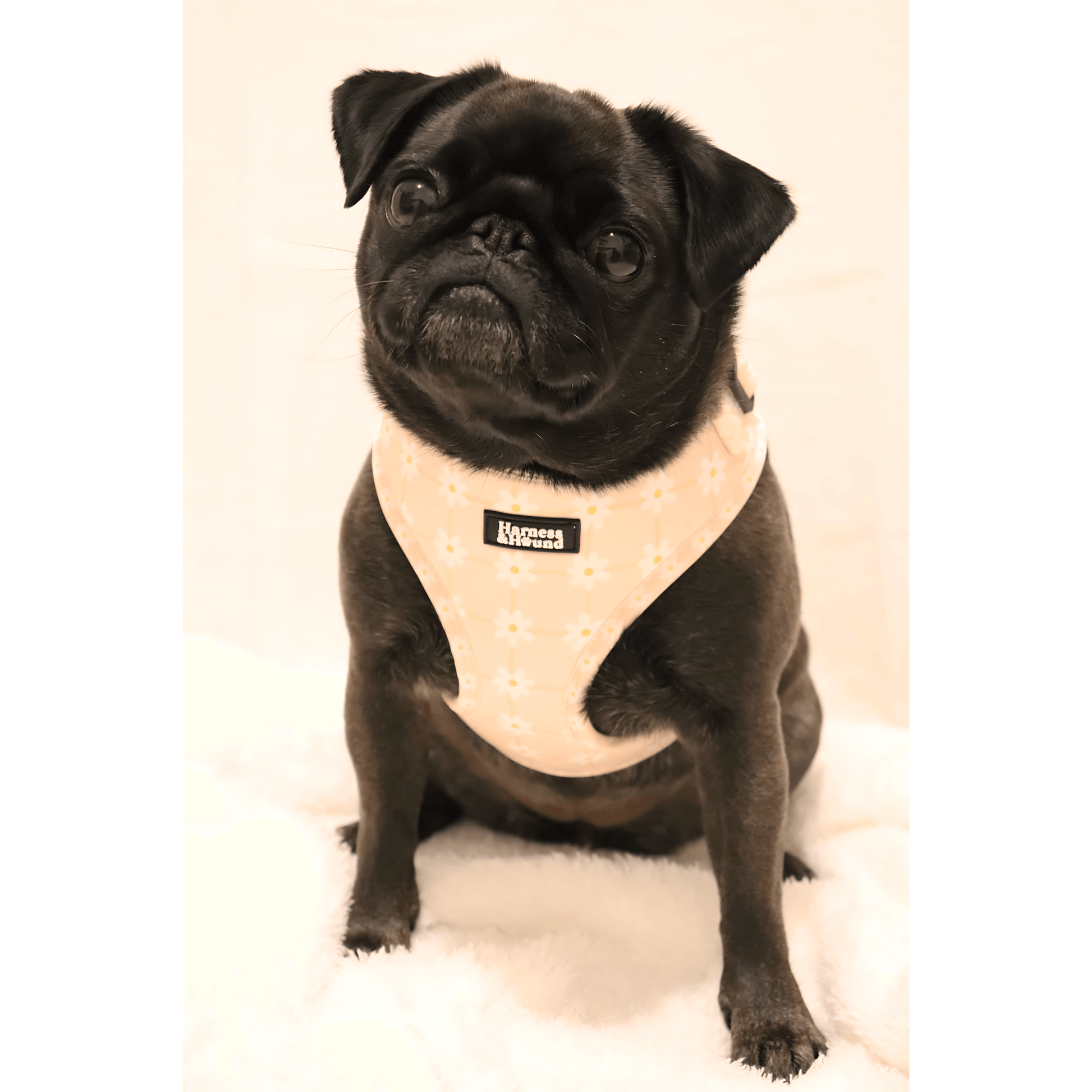 picture of pug in daisy chain harness