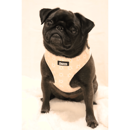 picture of pug in daisy chain harness