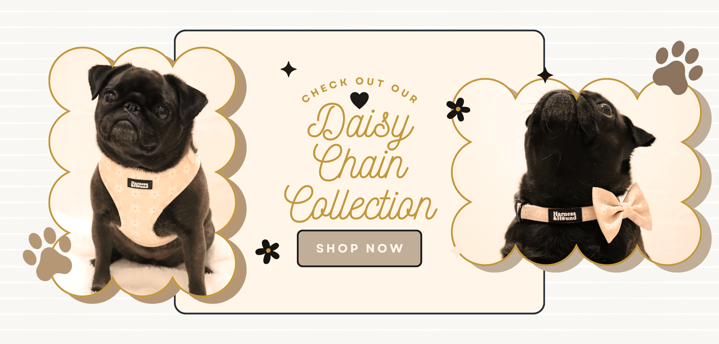 Promotional banner for Daisy Chain Collection with a pug wearing a harness and another with a bow tie.