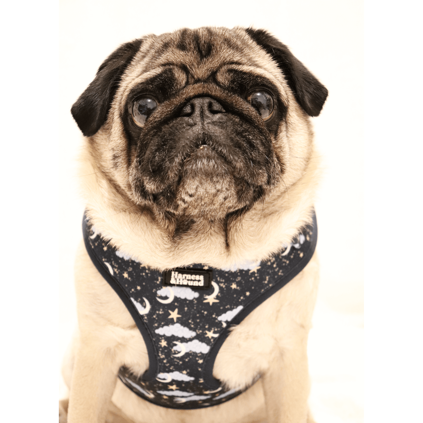 pug with twilight tails harness on featuring clouds, moon and stars