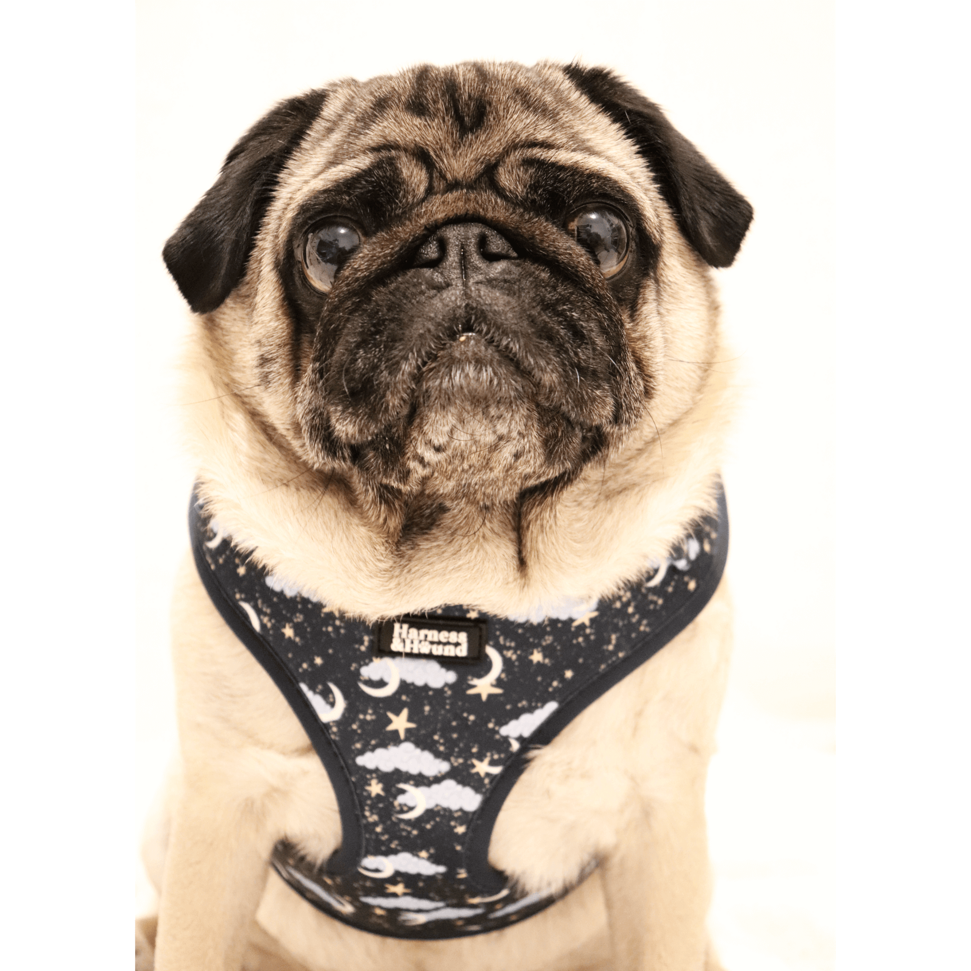 pug with twilight tails harness on featuring clouds, moon and stars