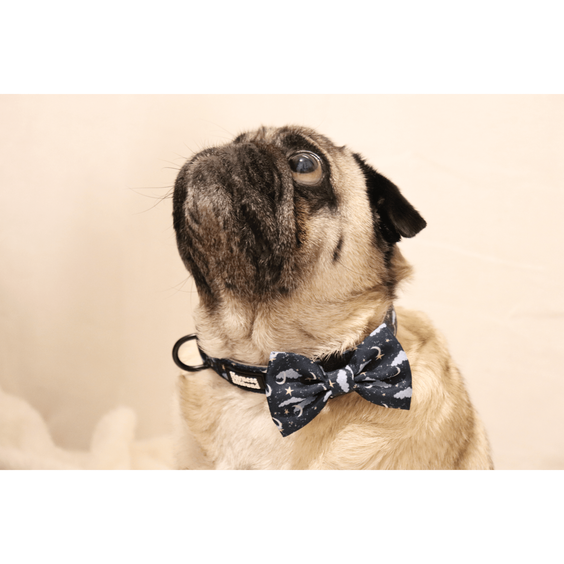 pug in collar and bow tie featuring clouds, stars and moons on blue background
