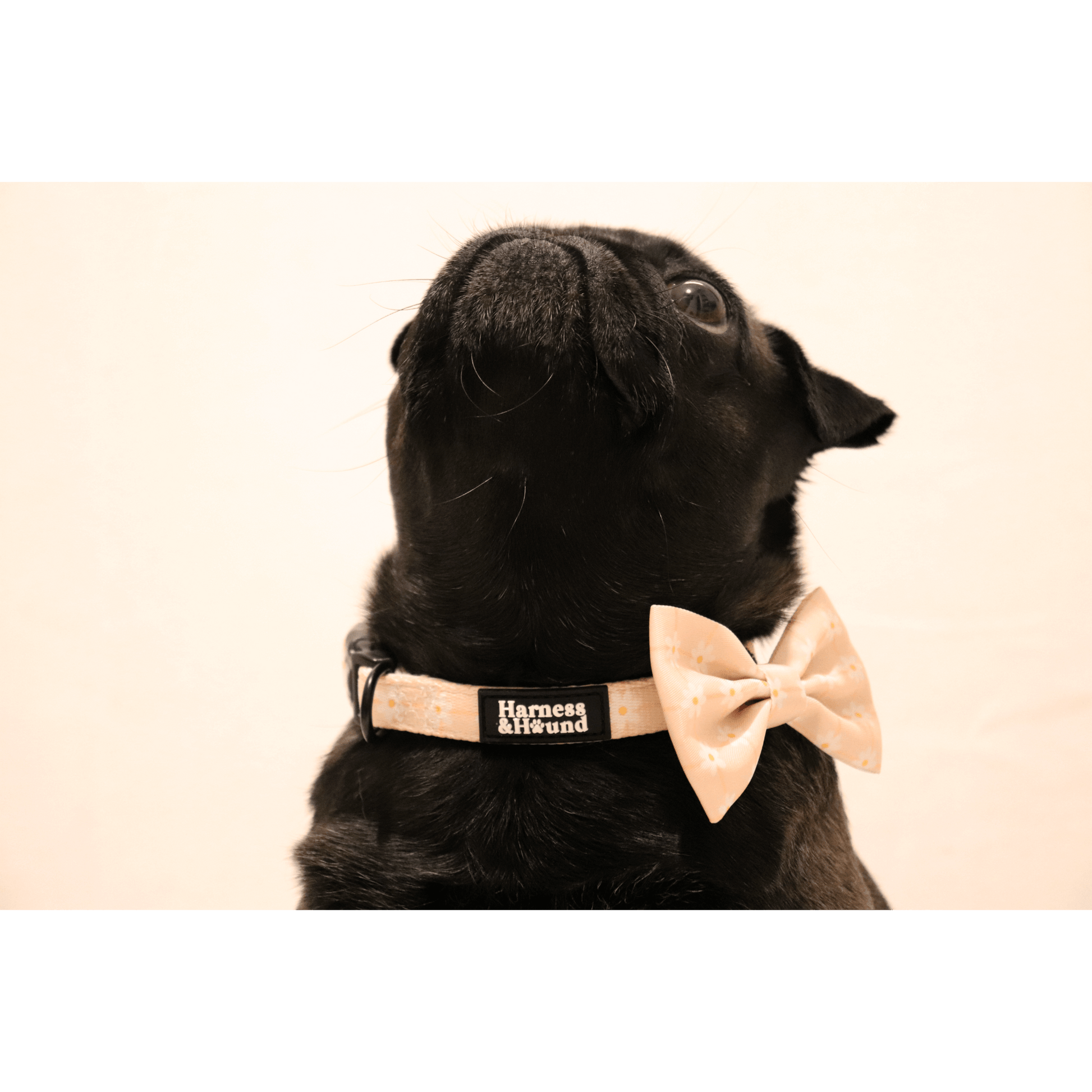 pug with daisy chain collar and matching bow tie